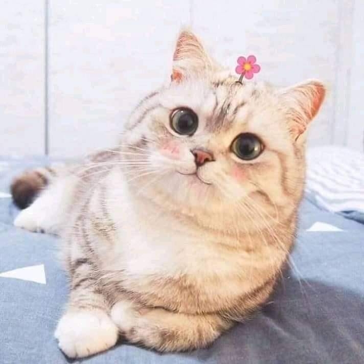 اسراء المهدي